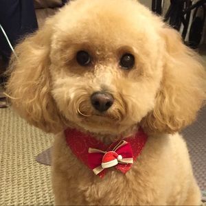 Meet your Posher, Andy